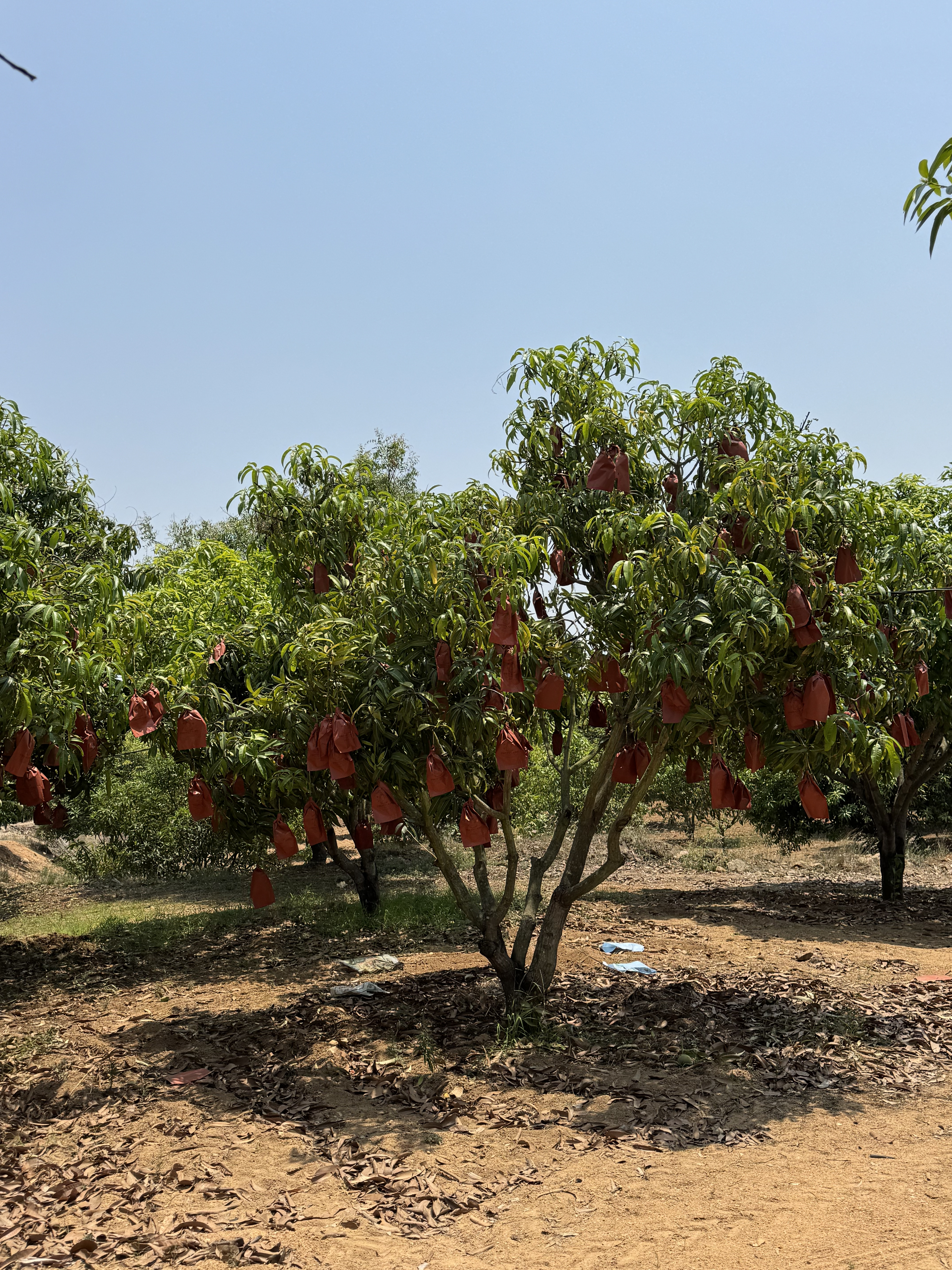 Fruit Covers