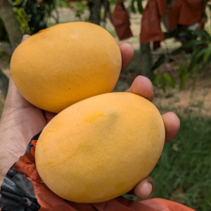 Alphonso 3kg: ₹450 (150/kg)