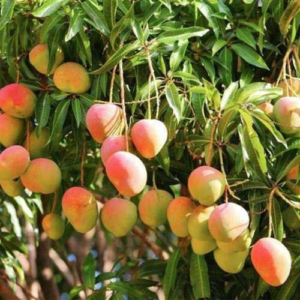 Sindhura 3kg: ₹300 (100/kg)